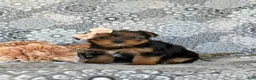 Shorkie dogs for sale: McKinlee 7 lbs Full Grown - Ad 6