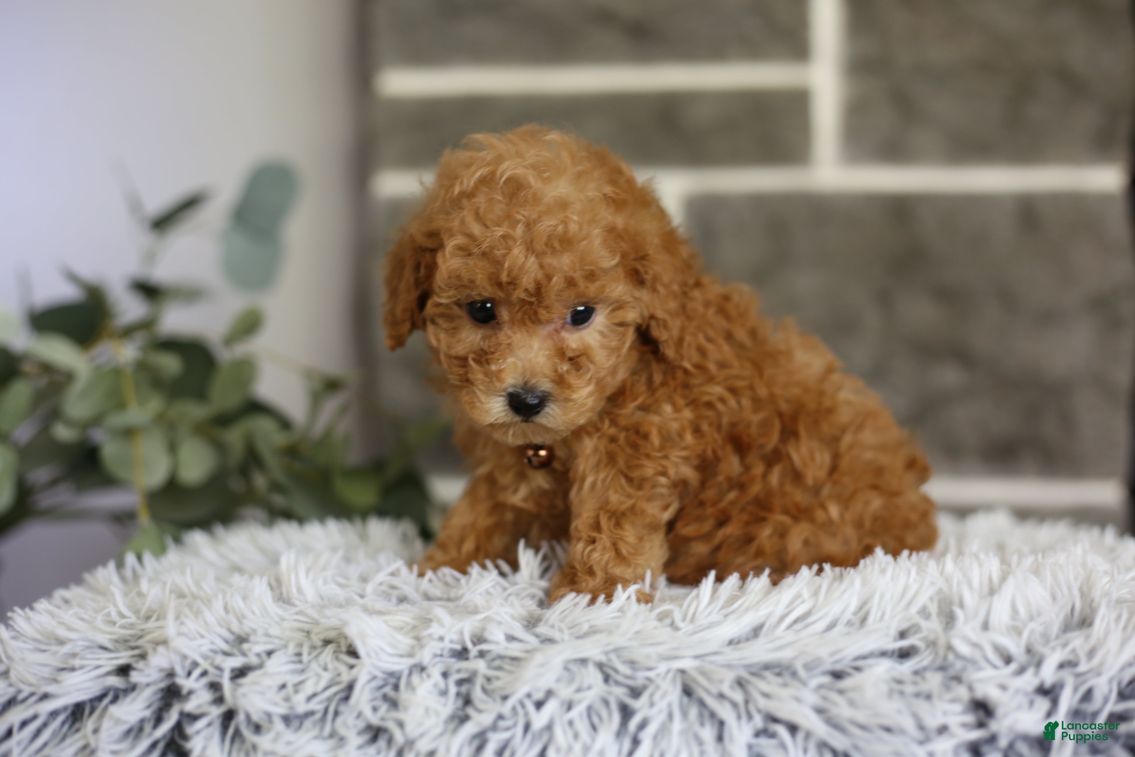 Toy Poodle dogs Reese  - Ad 1