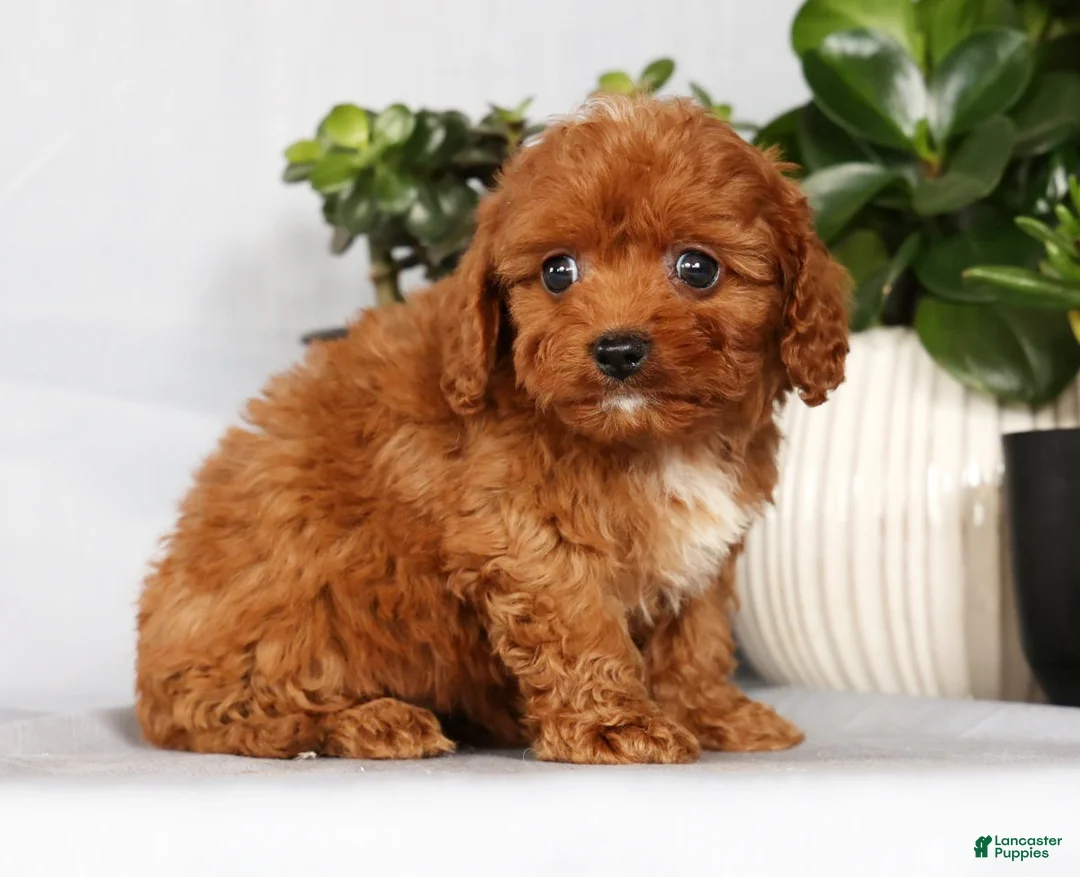 Cavapoo dogs for sale: Miles - Ad 1