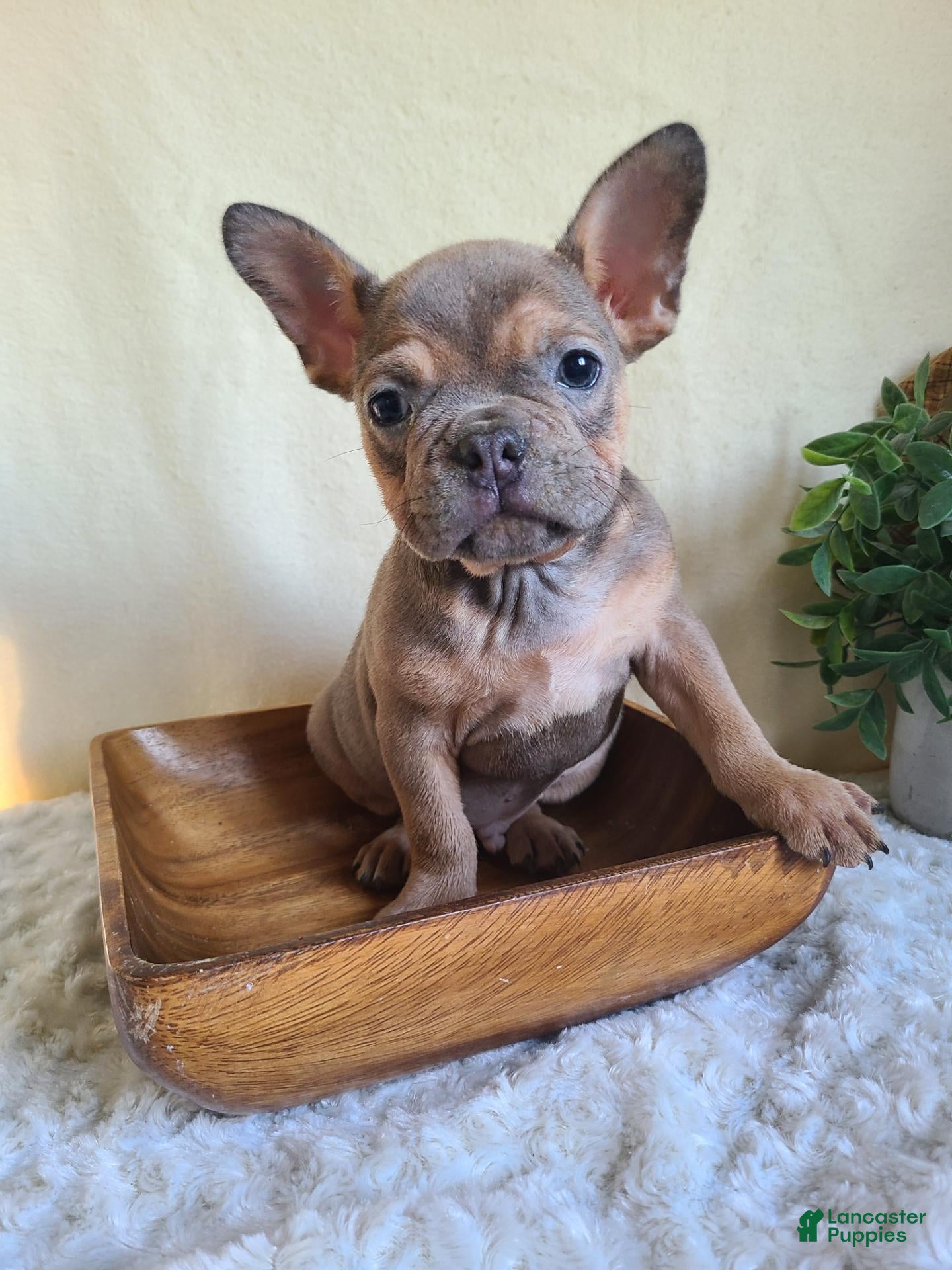 Frenchton dogs for sale: Jasper - Ad 2