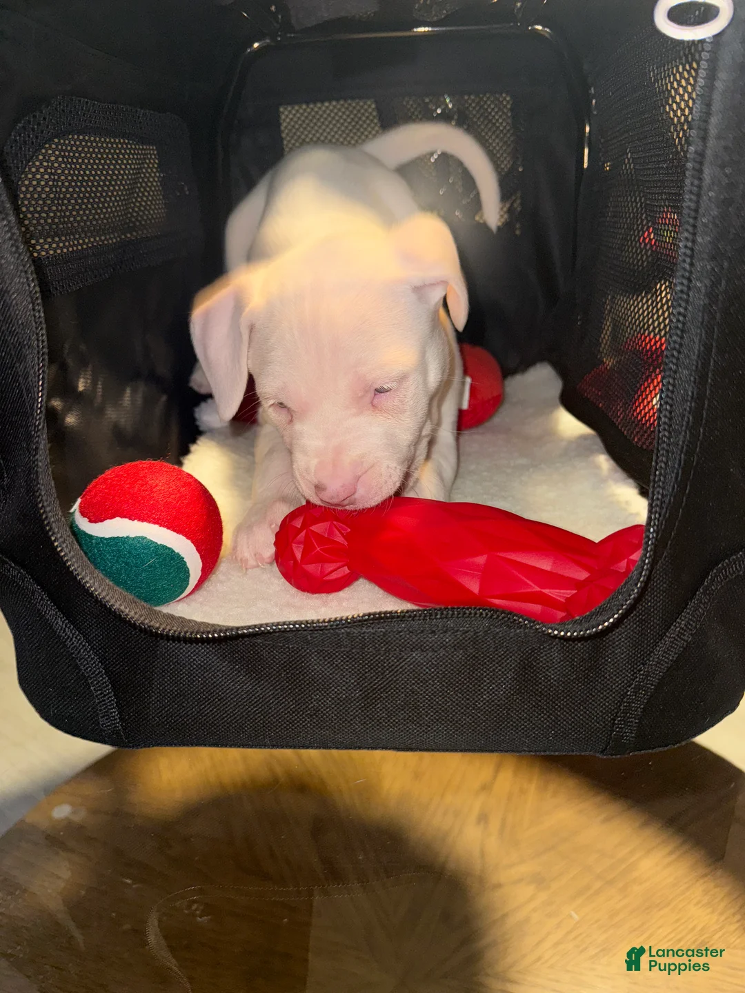 American Bully dogs for sale: Marshmallow  - Ad 4
