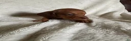 Miniature Dachshund dogs for sale: Mac - Ad 5