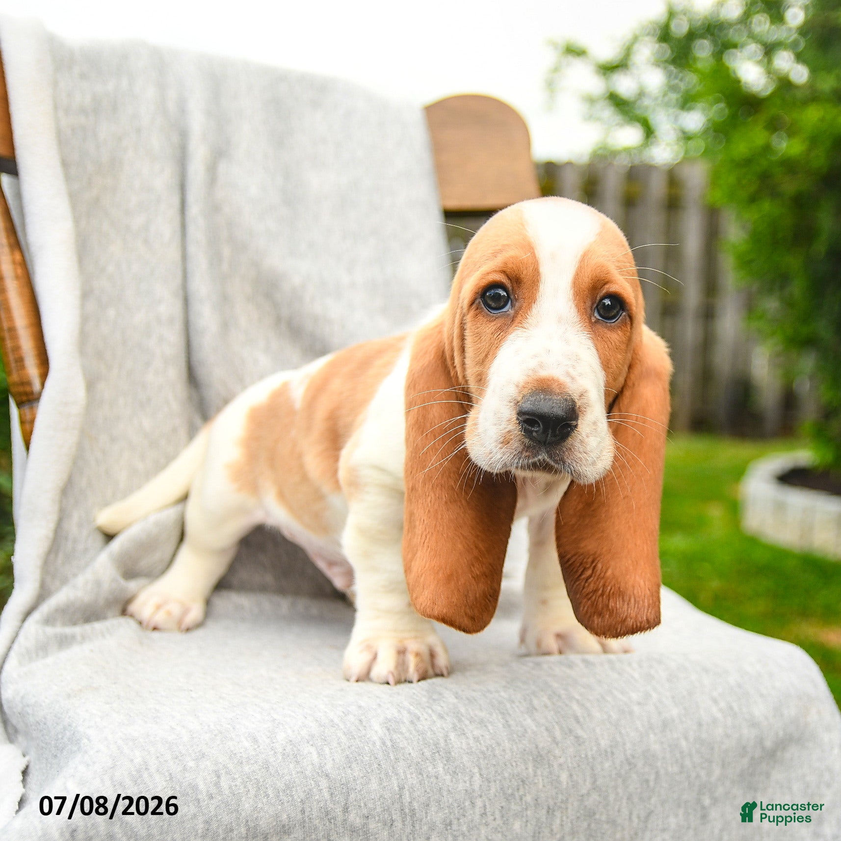 Basset Hound dogs Barnett - Ad 2