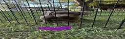 Labrador Retriever dogs for sale: Labrador Retriever 2 - Ad 2