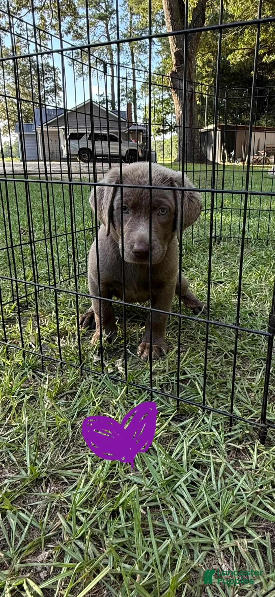 Labrador Retriever dogs for sale: Labrador Retriever 2 - Ad 2