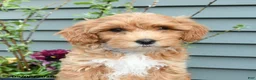Shihpoo dogs for sale: George - Ad 5