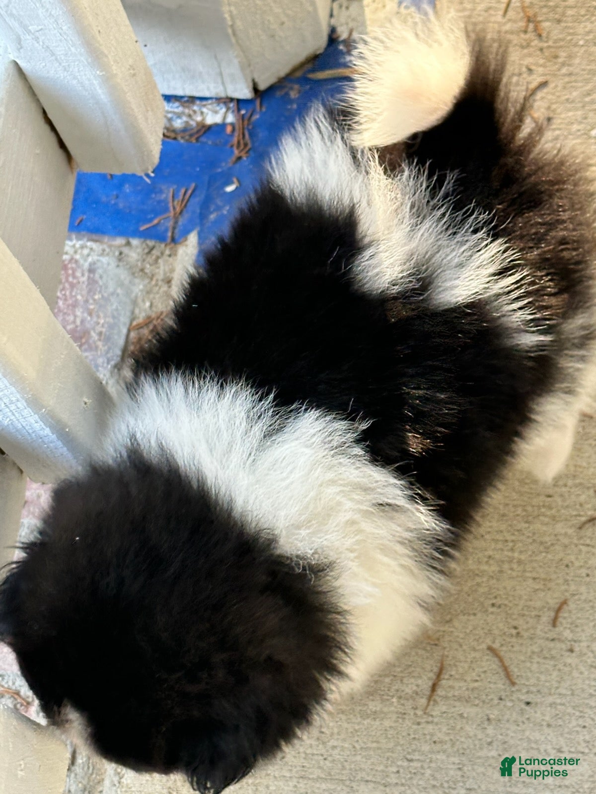 Pomeranian dogs Girl 1 - Ad 2