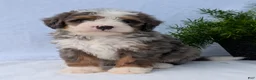 Mini Bernedoodle dogs for sale: Mini Bodie  - Ad 9