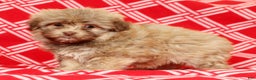 Havanese dogs for sale: Carmel - Ad 4
