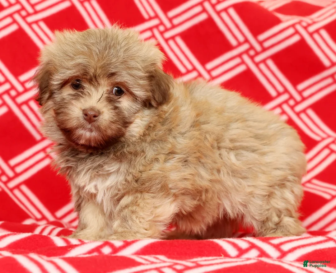 Havanese dogs for sale: Carmel - Ad 5