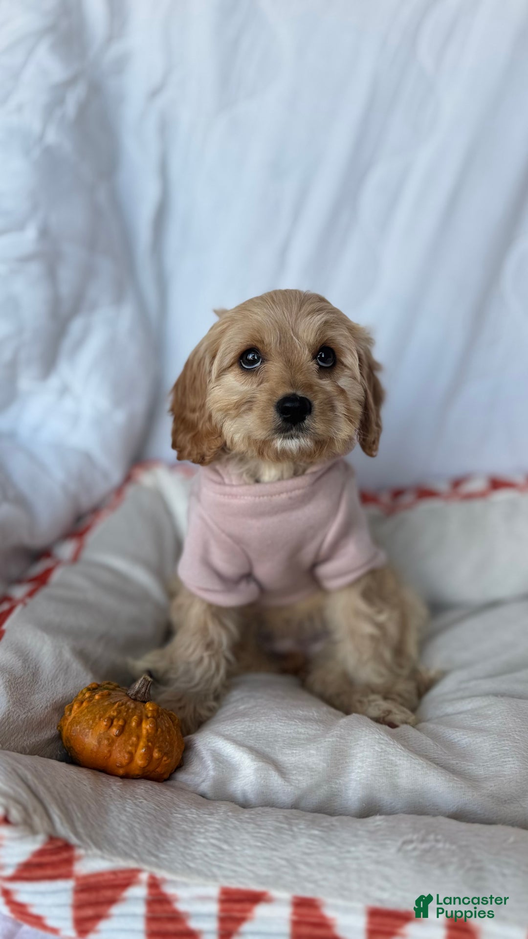 Cockapoo dogs for sale: 🌸🐶 Daisy – The Little Lady with a Heart of Gold 💗 - Ad 6