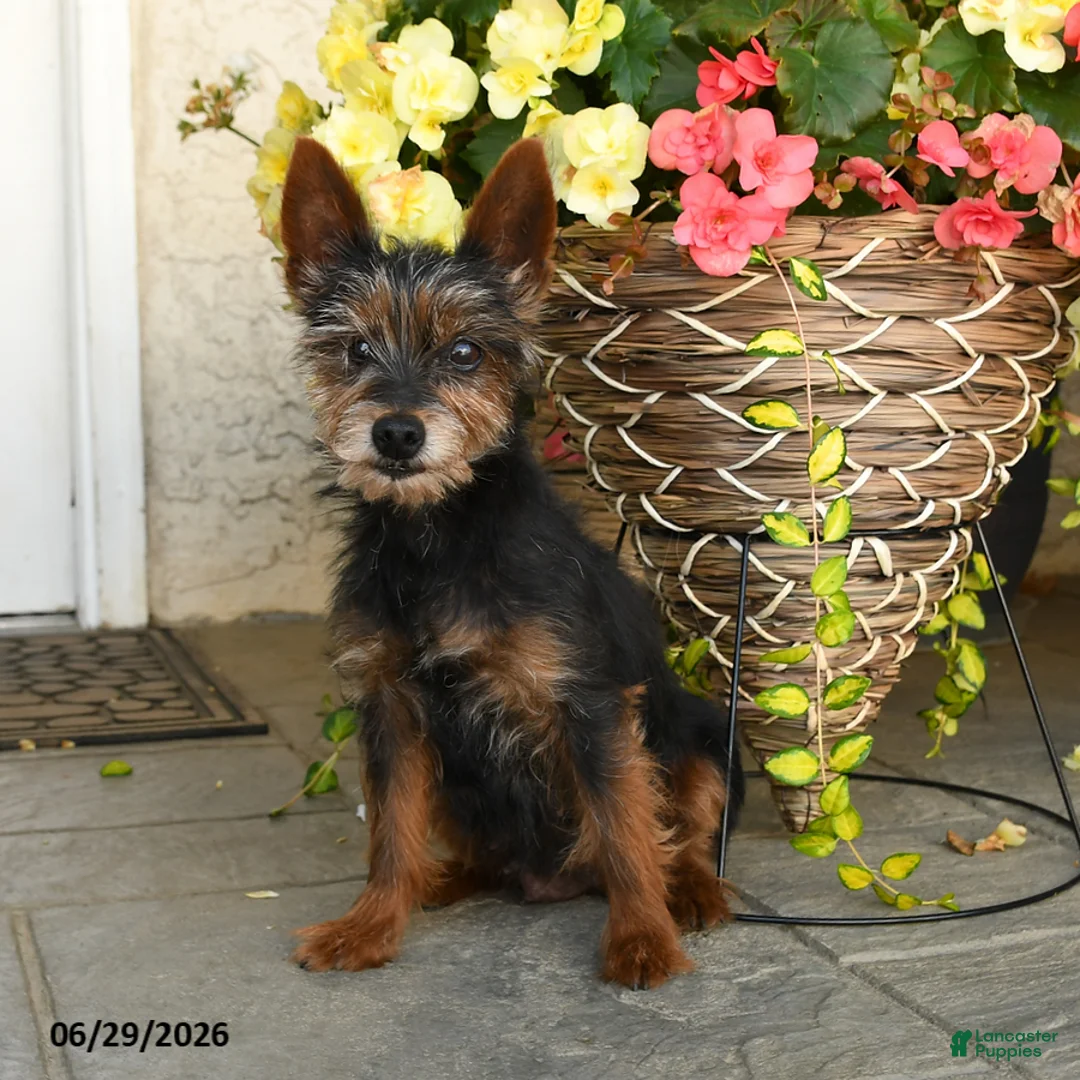 Mixed Breed dogs for sale: Ashley - Ad 4