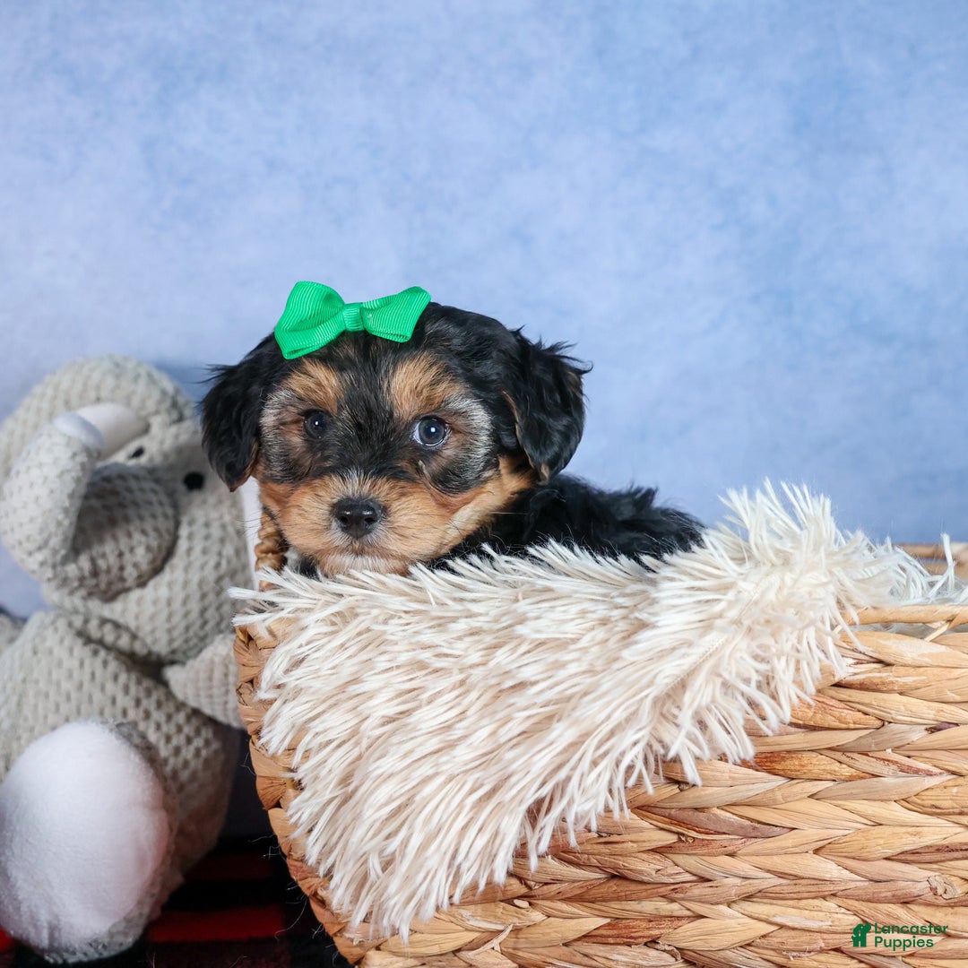 Yochon dogs for sale: MAX - Ad 13