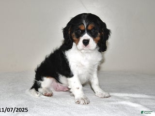 Cavalier King Charles Spaniel dogs - Ad 17