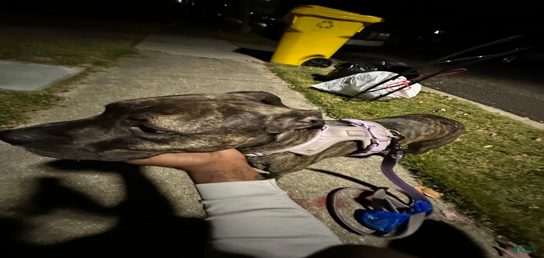 Gallery Image {{count}}