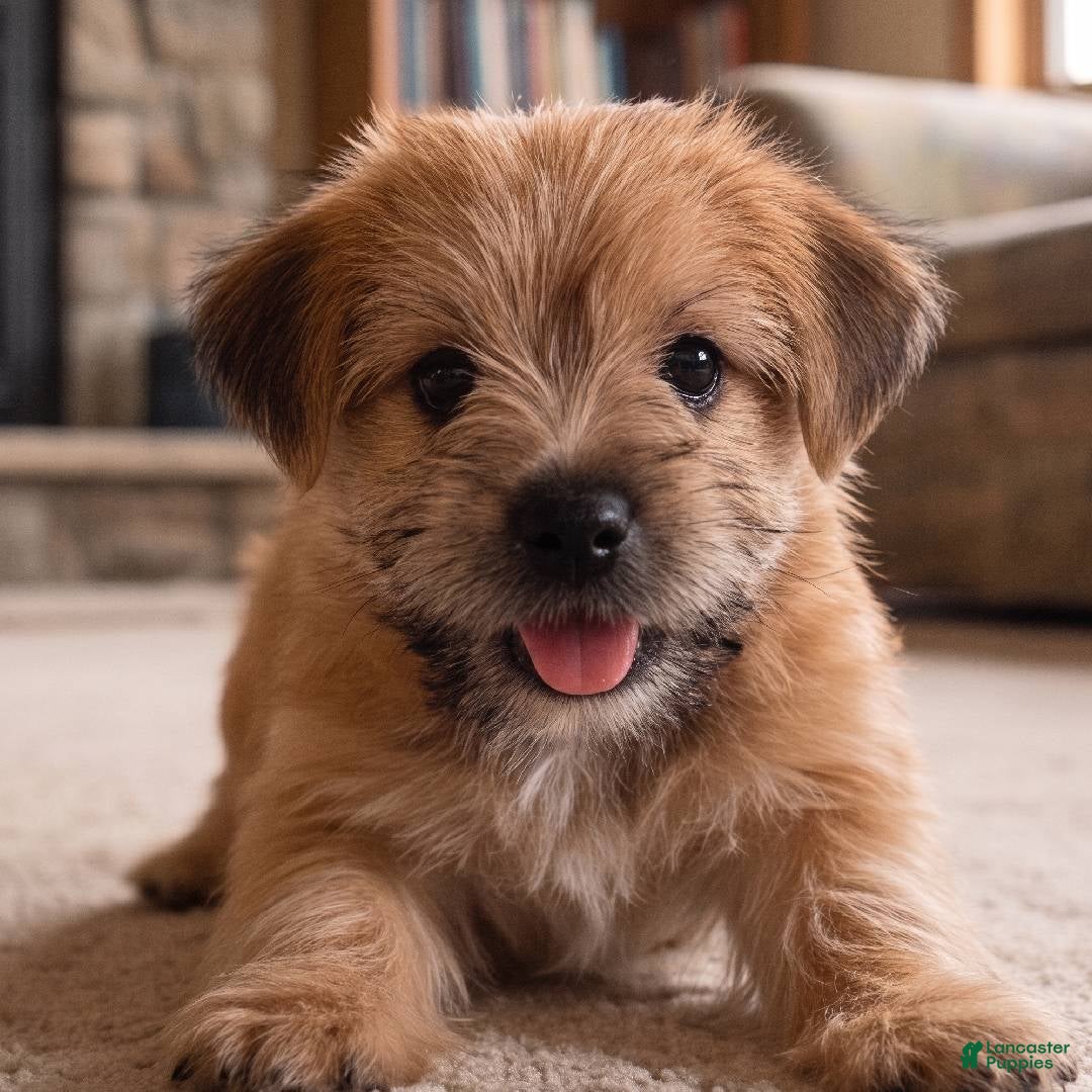 Morkie dogs Molly - Ad 1