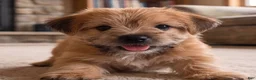 Morkie dogs for sale: Molly - Ad 1
