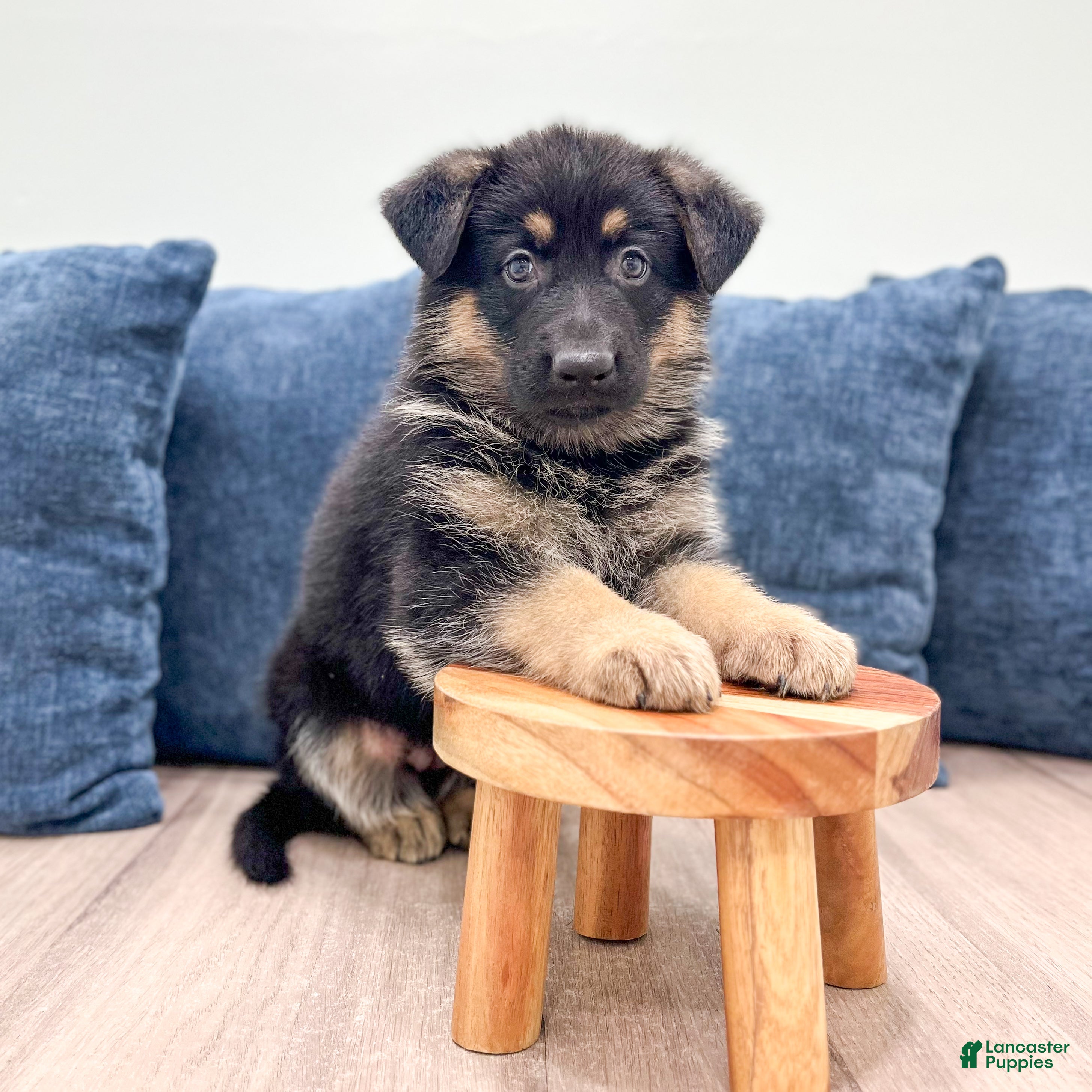 German Shepherd dogs Missy - Ad 2