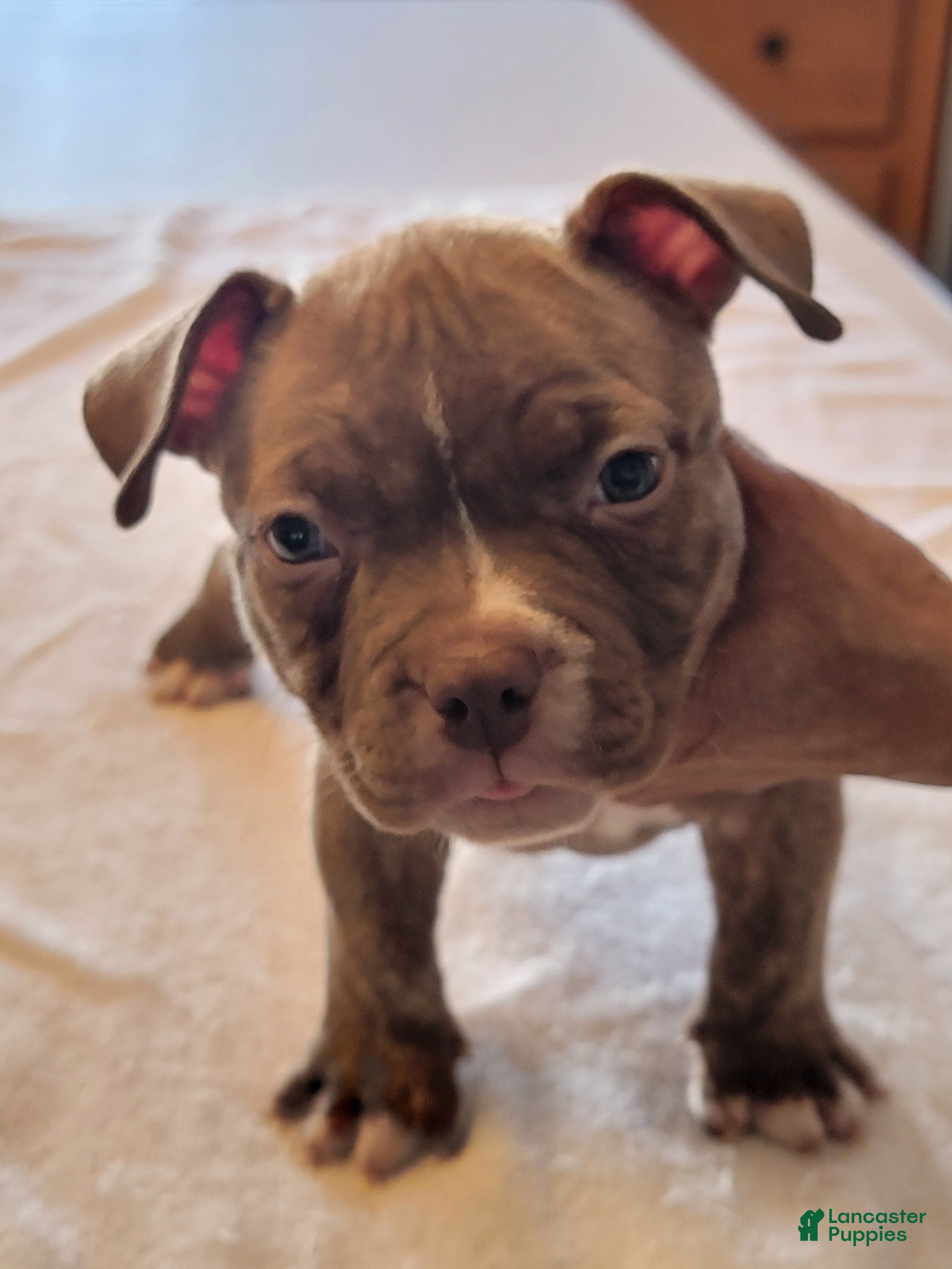 American Bully dogs American Bully 6 - Ad 41