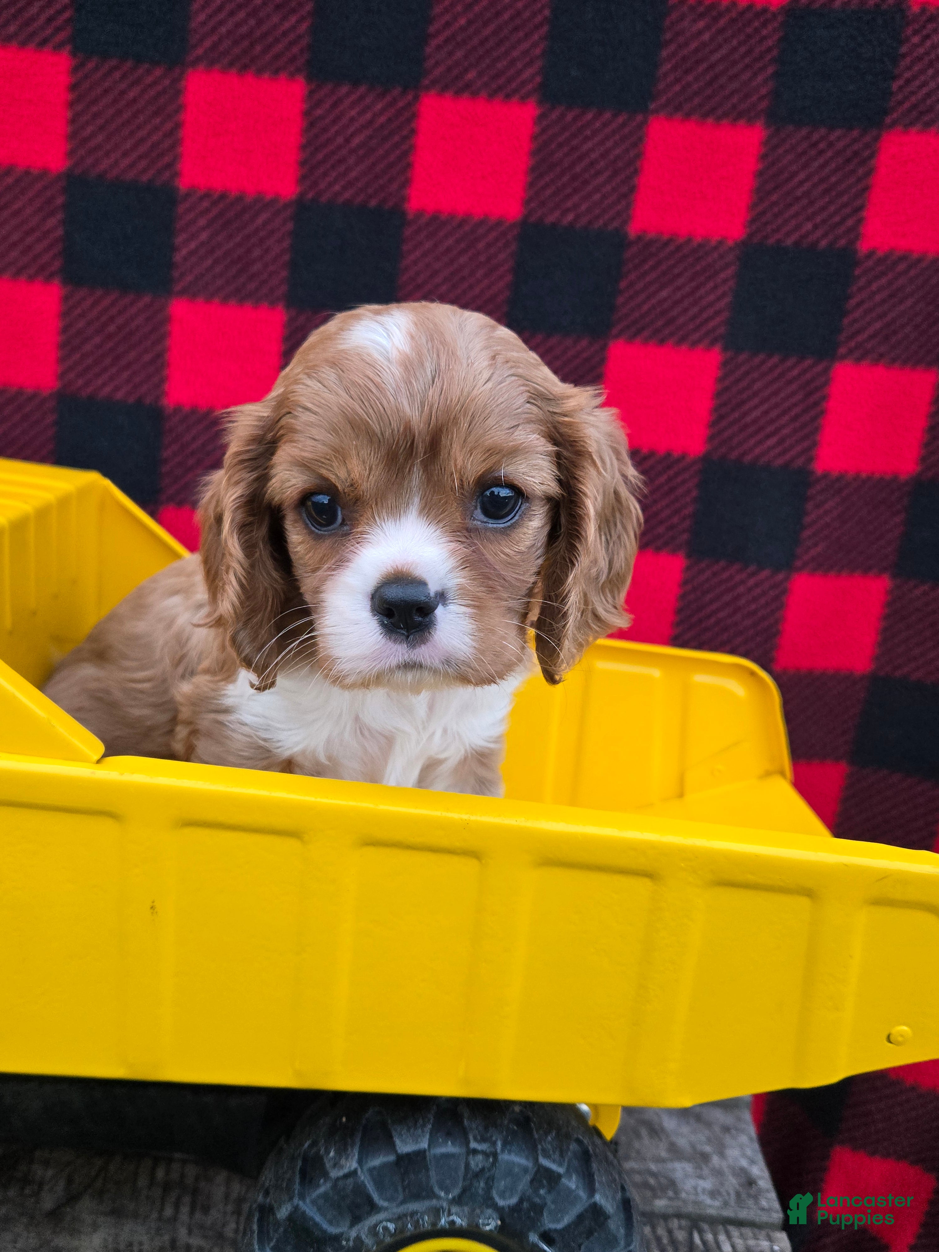 Cavalier King Charles Spaniel dogs Dixie - Ad 1