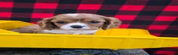 Cavalier King Charles Spaniel dogs for sale: Dixie - Ad 1