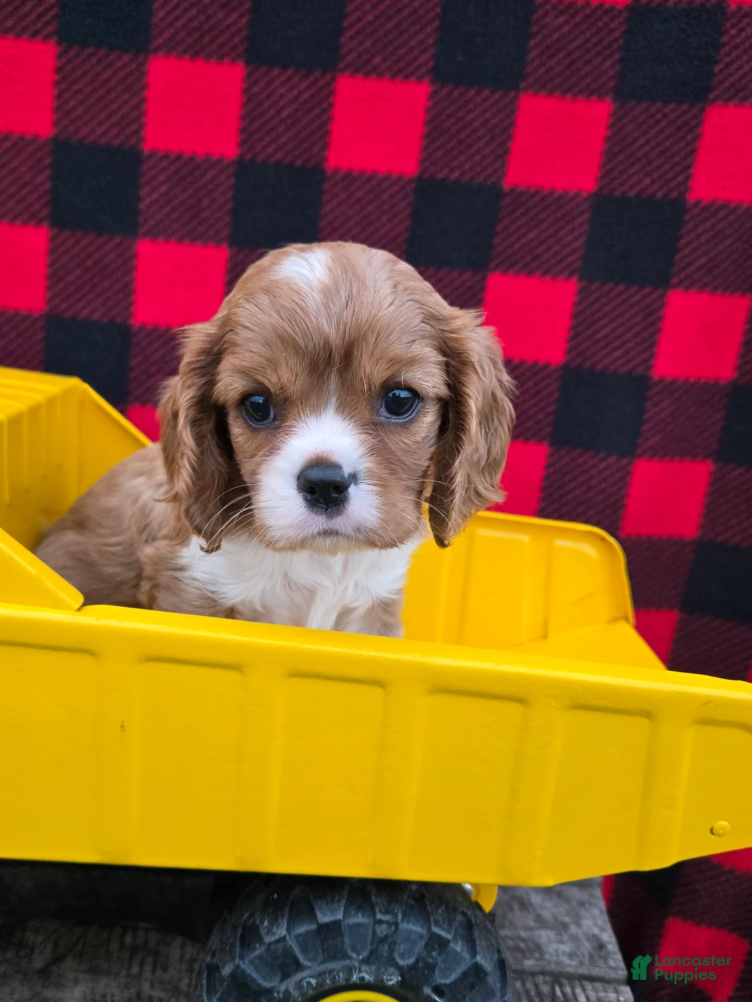 Cavalier King Charles Spaniel dogs for sale: Dixie - Ad 1