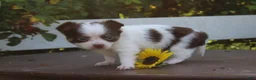 Chihuahua dogs for sale: Ardell - Ad 3