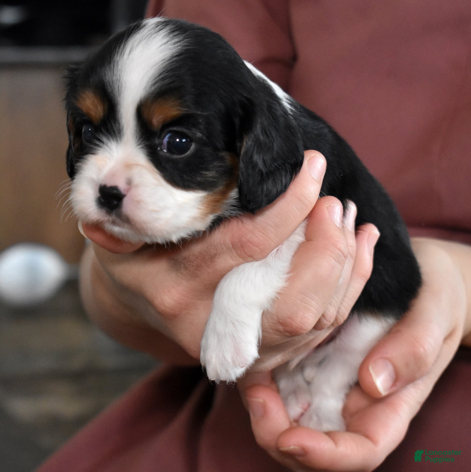 Cavalier King Charles Spaniel dogs Peanut  - Ad 2
