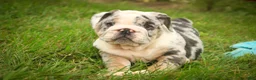 English Bulldog dogs for sale: Seth English Bulldog  - Ad 4
