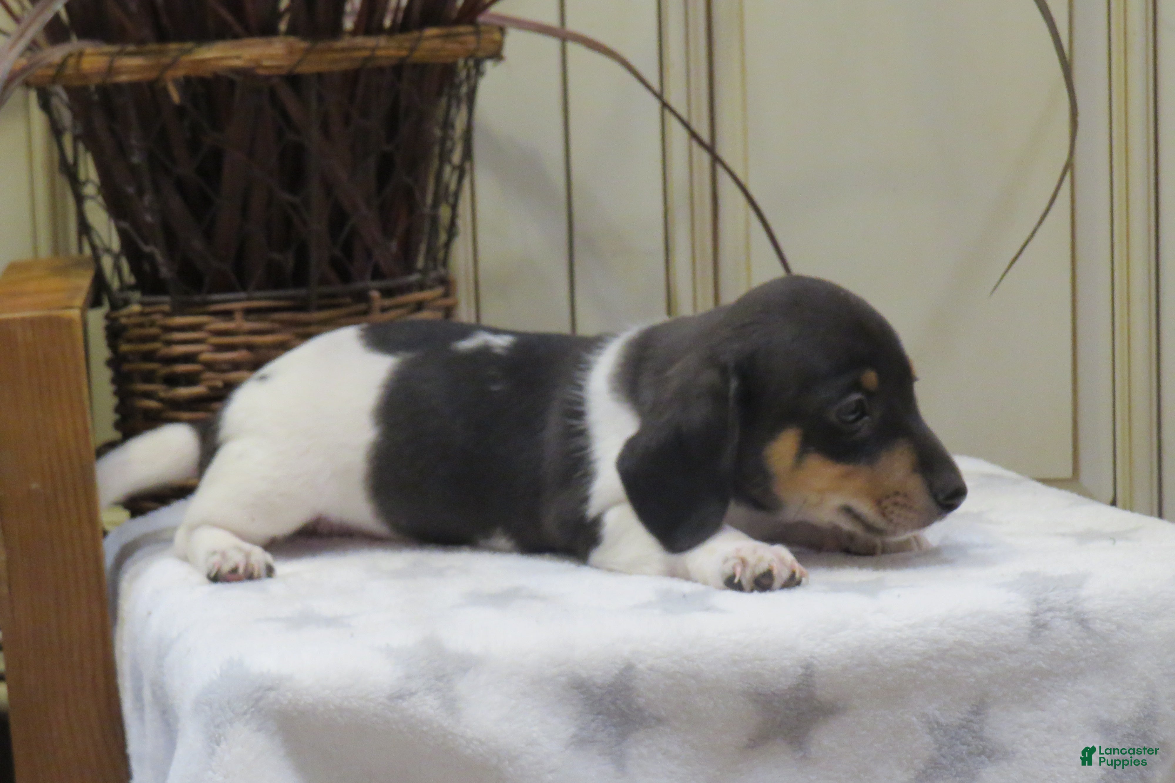 Miniature Dachshund dogs Jasper - Ad 2