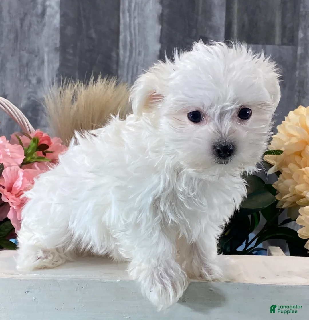 Maltese dogs for sale: Mya - Ad 5