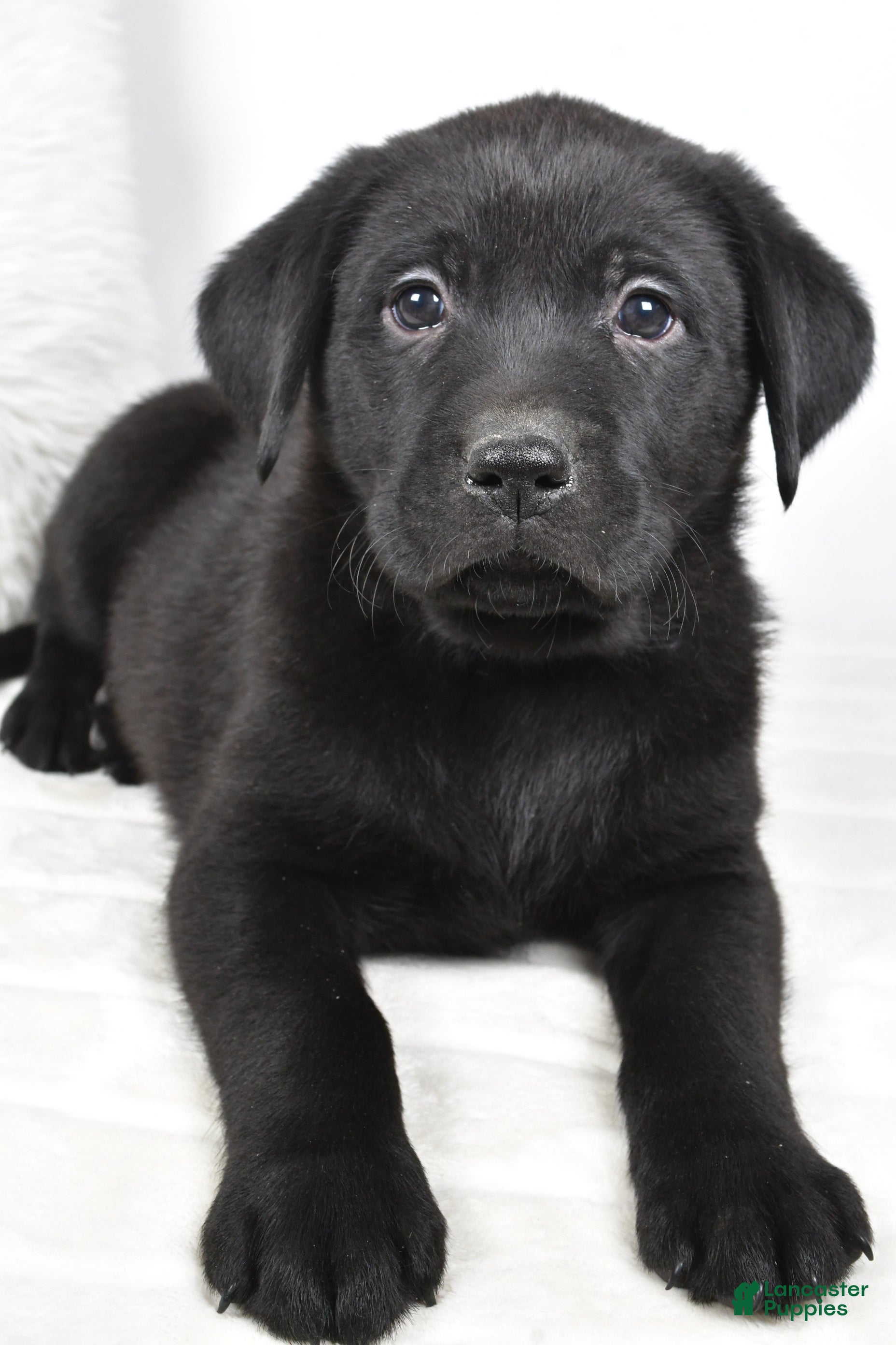 Labrador Retriever dogs Maverick - Ad 29