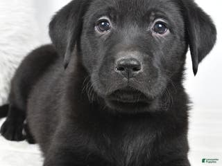 Labrador Retriever dogs Maverick - Ad 29