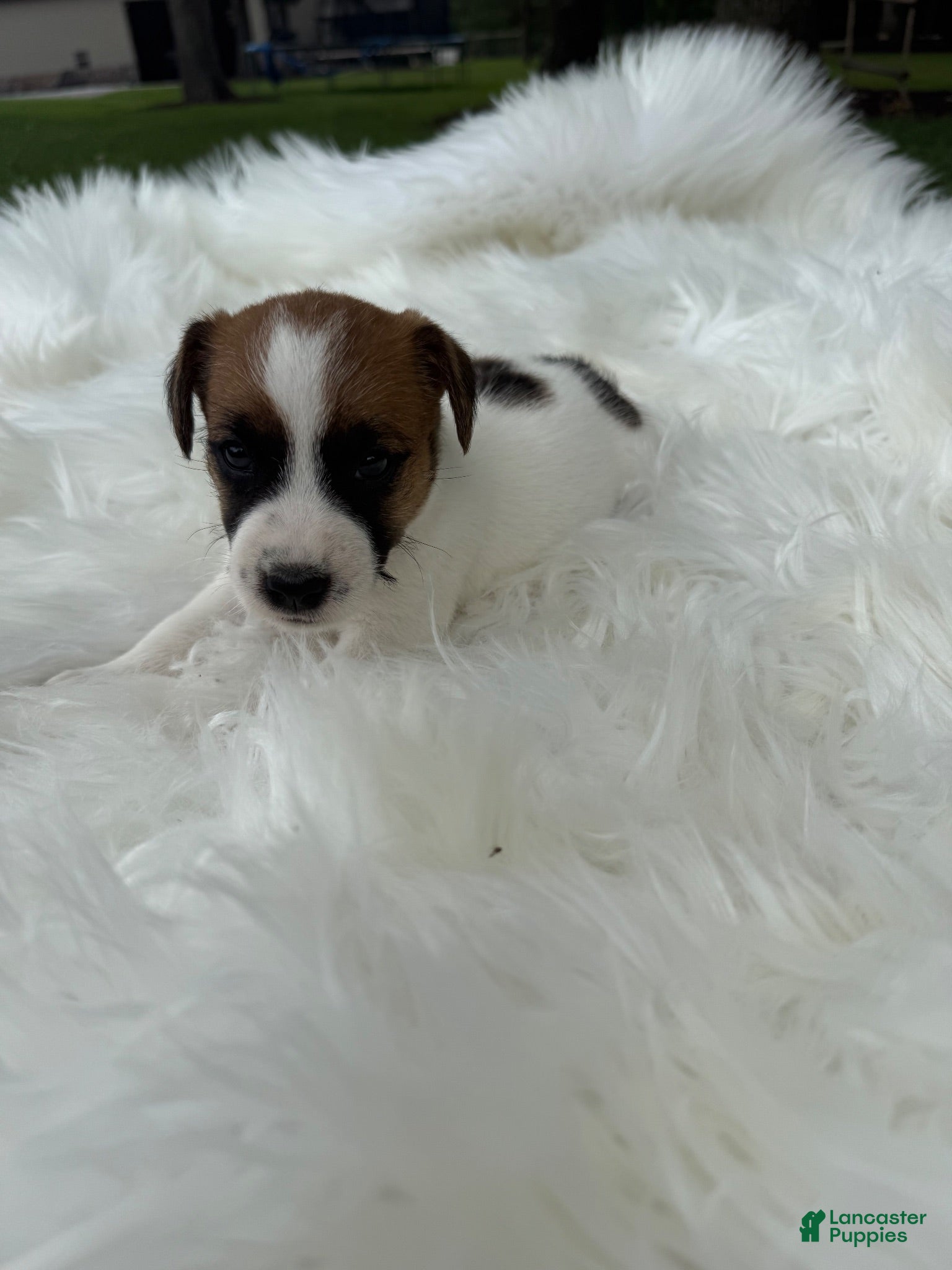 Jack Russell Terrier dogs UKC Cosmo  - Ad 2