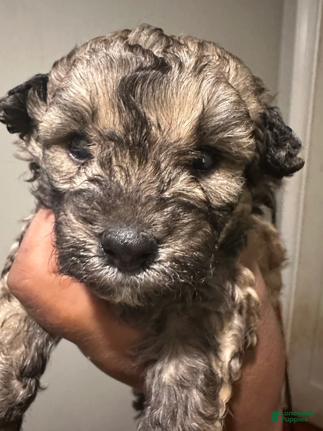 Maltipoo dogs for sale: Maltipoo 1 - Ad 2