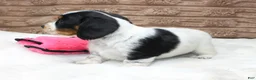 Dachshund dogs for sale: Sam - Ad 3