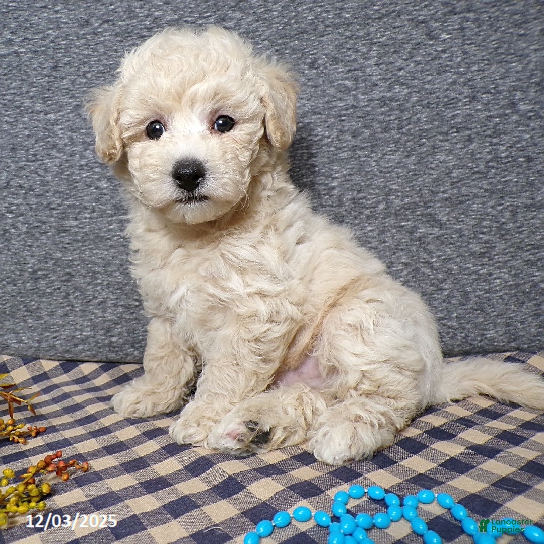 Bichpoo dogs for sale: Tator - Ad 1