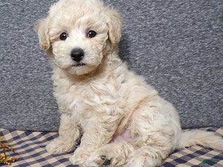 Bichpoo dogs Tator - Ad 29