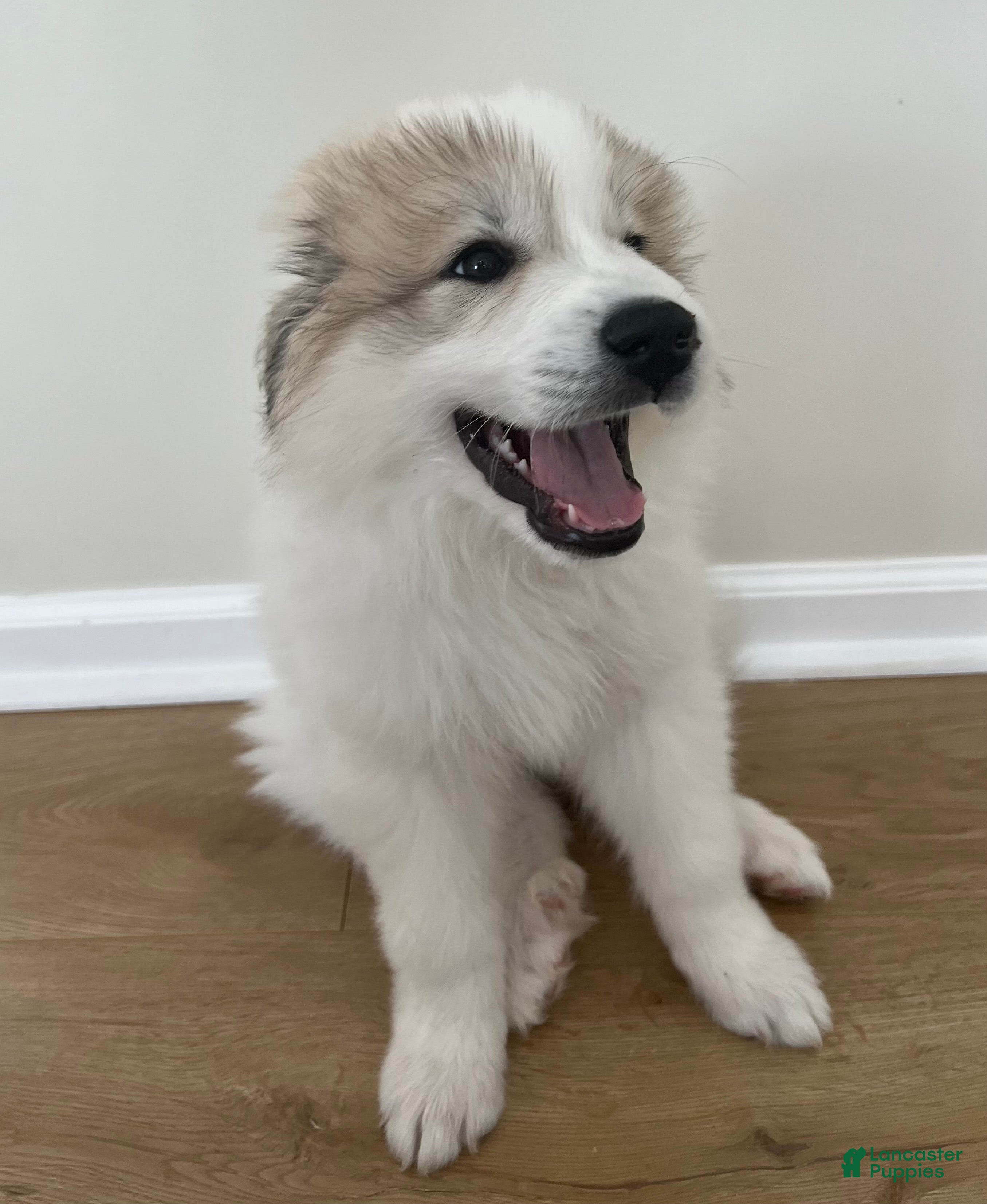 Great Pyrenees dogs Baby Blue - Ad 2