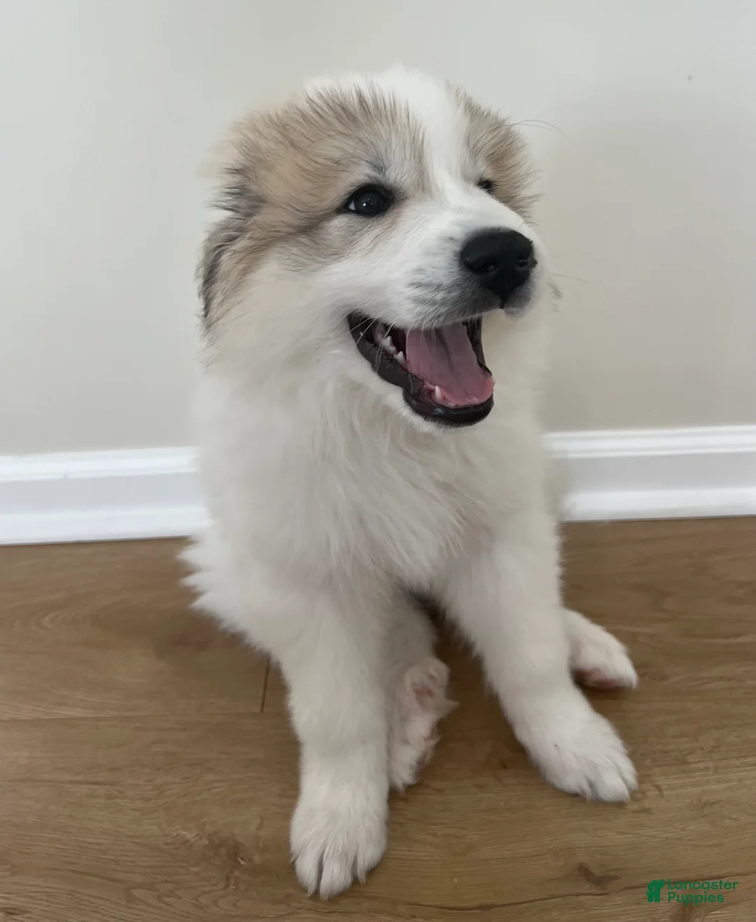Great Pyrenees dogs for sale: Baby Blue - Ad 2