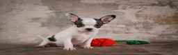 Chihuahua dogs for sale: Ernie - Ad 7