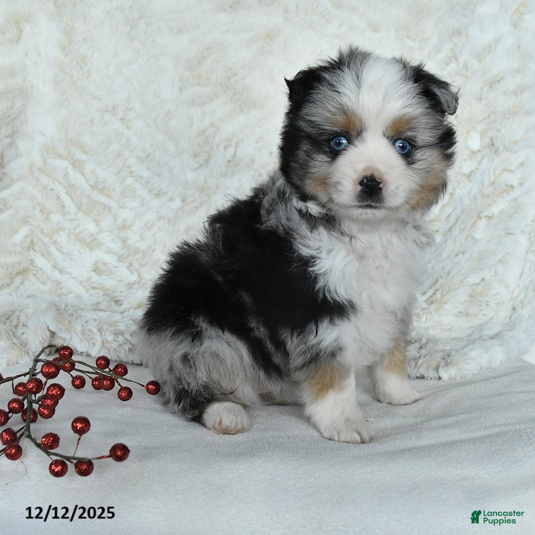 Australian Shepherd dogs for sale: Dasher - Ad 4