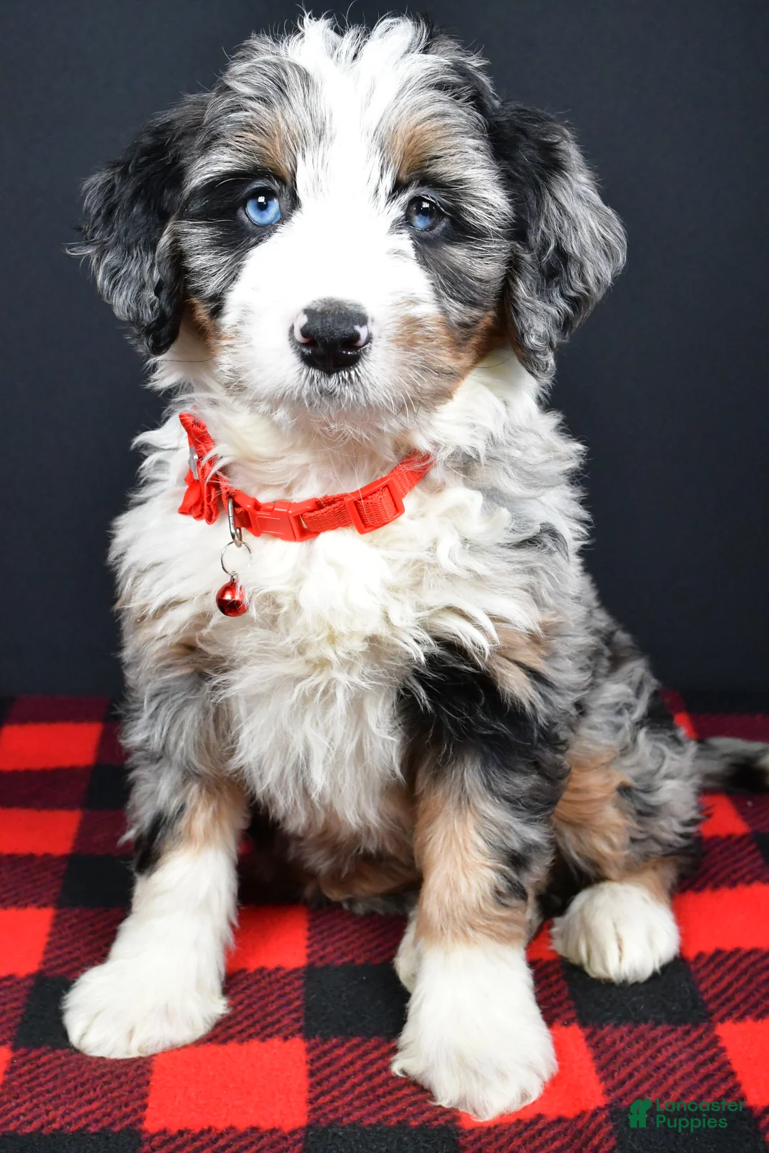 Mini Bernedoodle dogs for sale: Brianna - Ad 1