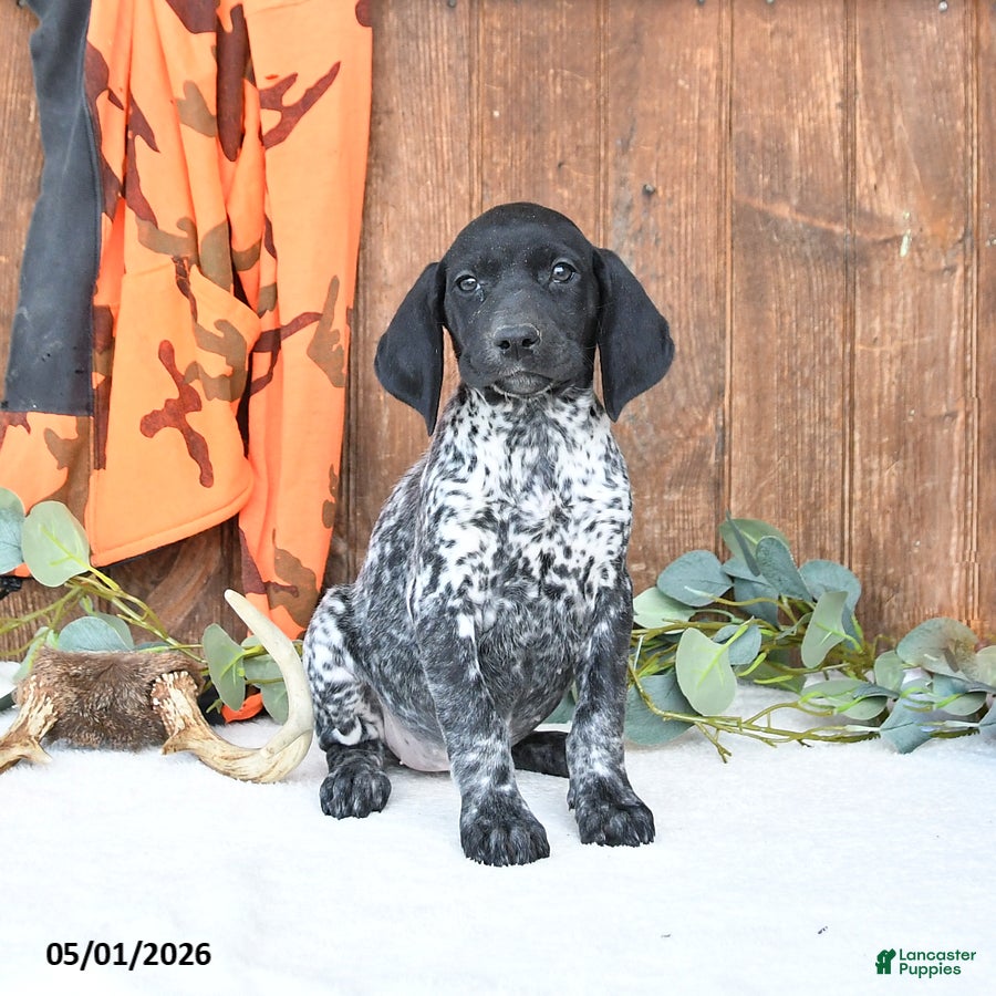German Shorthaired Pointer dogs Melody - Ad 1