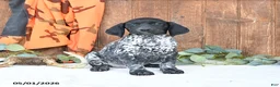 German Shorthaired Pointer dogs for sale: Melody - Ad 1