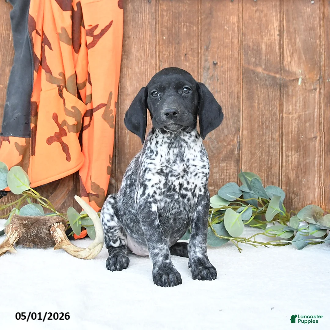 German Shorthaired Pointer dogs for sale: Melody - Ad 1