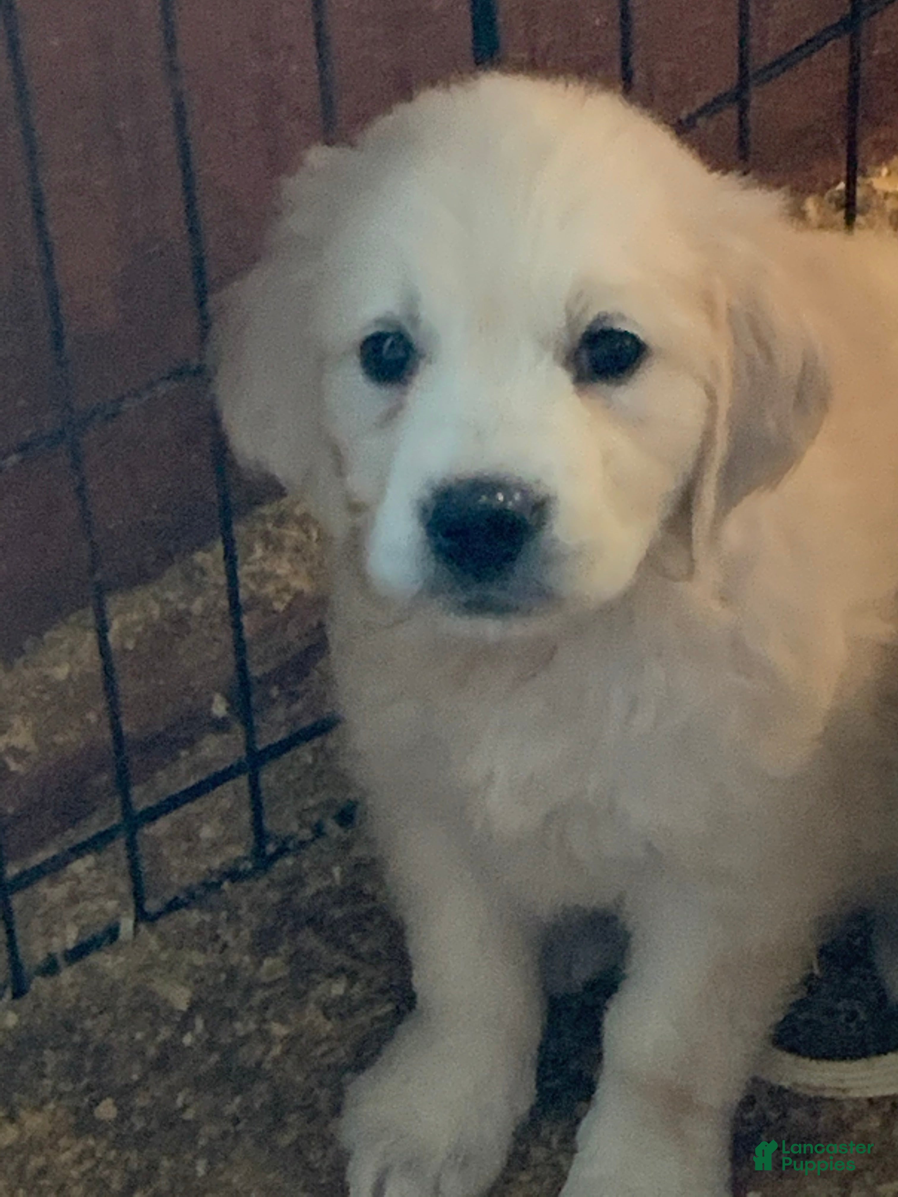 Golden Retriever dogs Golden Retriever Puppy 1 - Ad 35