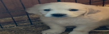 Golden Retriever Puppy 1