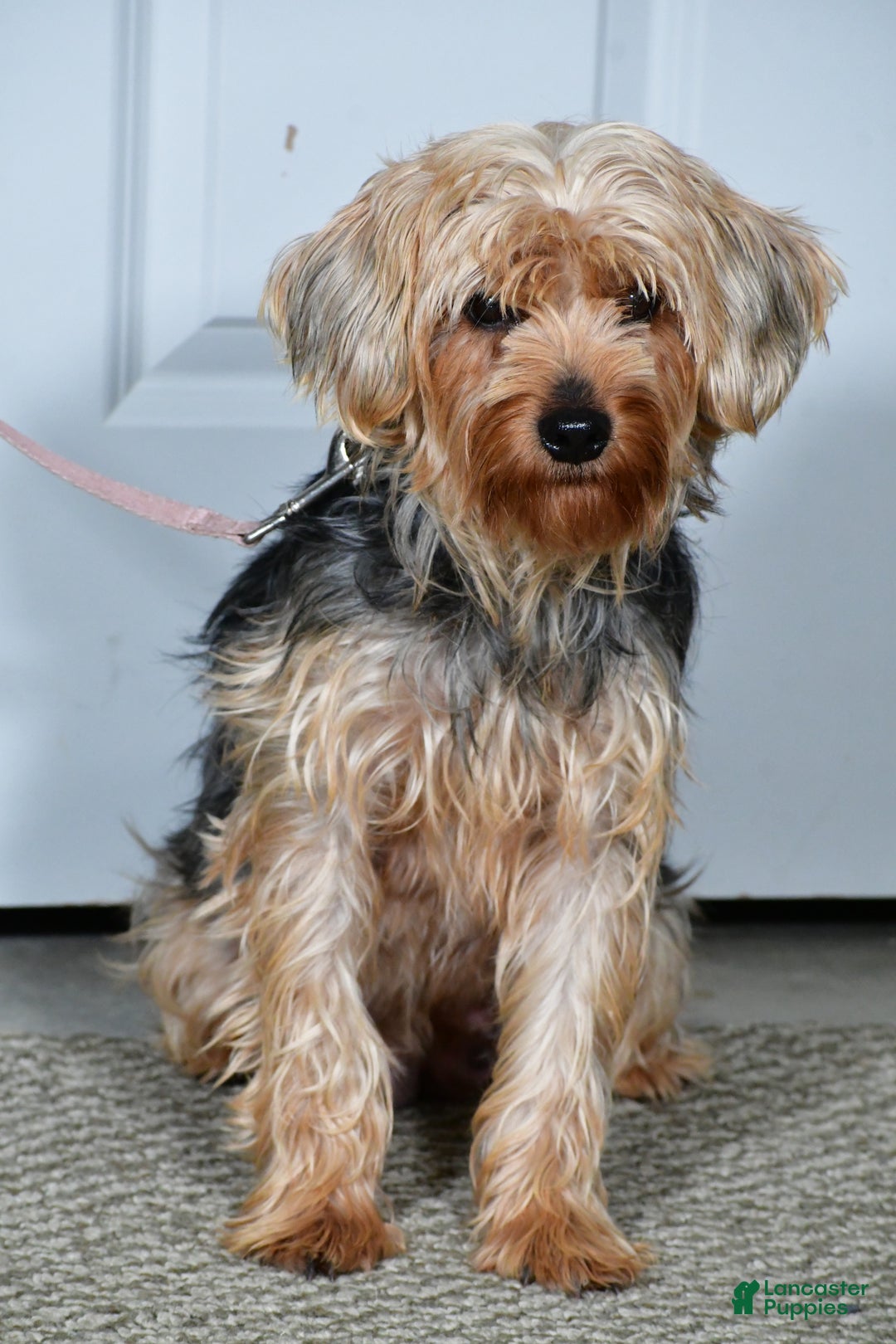Yorkiepoo dogs for sale: Tinsley - Ad 7