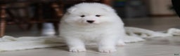 Samoyed dogs for sale: Beth - Ad 15